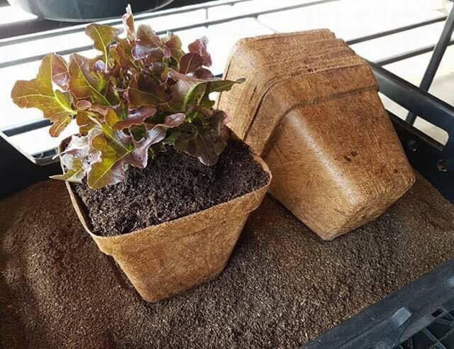 Coir Pots, biodegradable plant pot