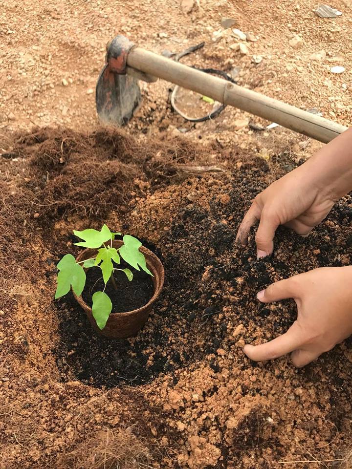 how-to-make-biodegradable-pots-biodegradable-pots