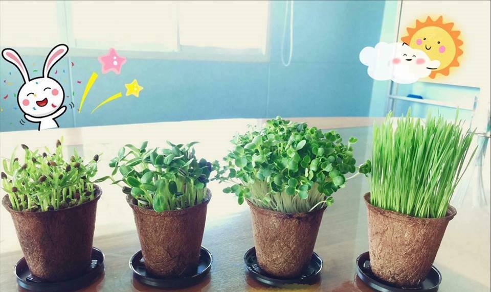 biodegradable herb pots