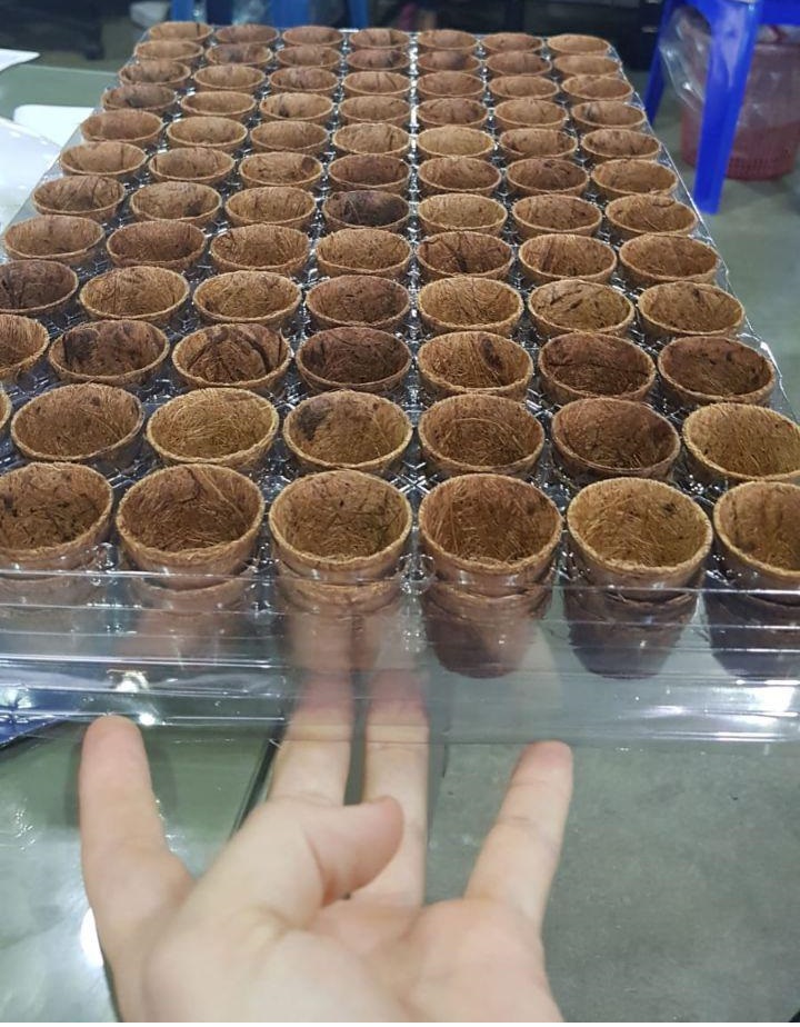 biodegradable pots for seedlings