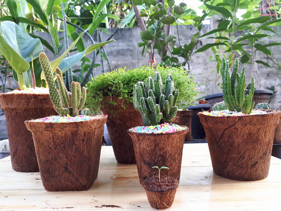 Biodegradable plant pot cactus