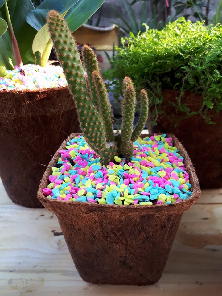 Biodegradable plant pot cactus