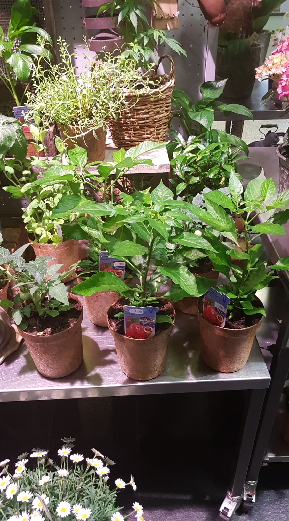 Biodegradable Pots for tomatoes and herbs