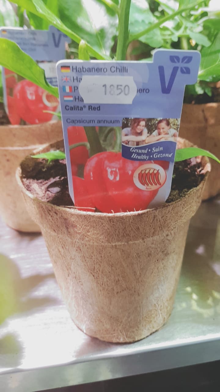 Biodegradable Pots for tomatoes and herbs