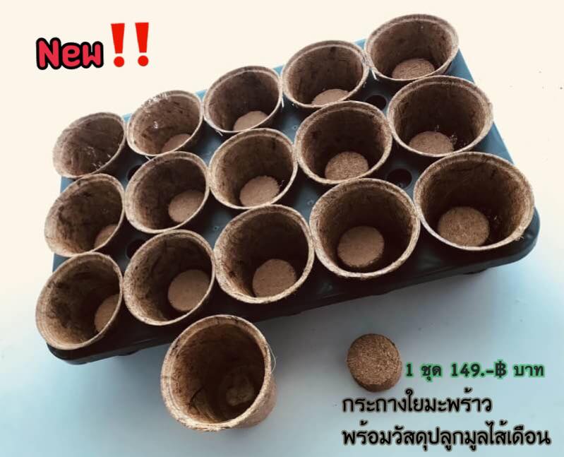Biodegradable Pots with Coir tablet and tray