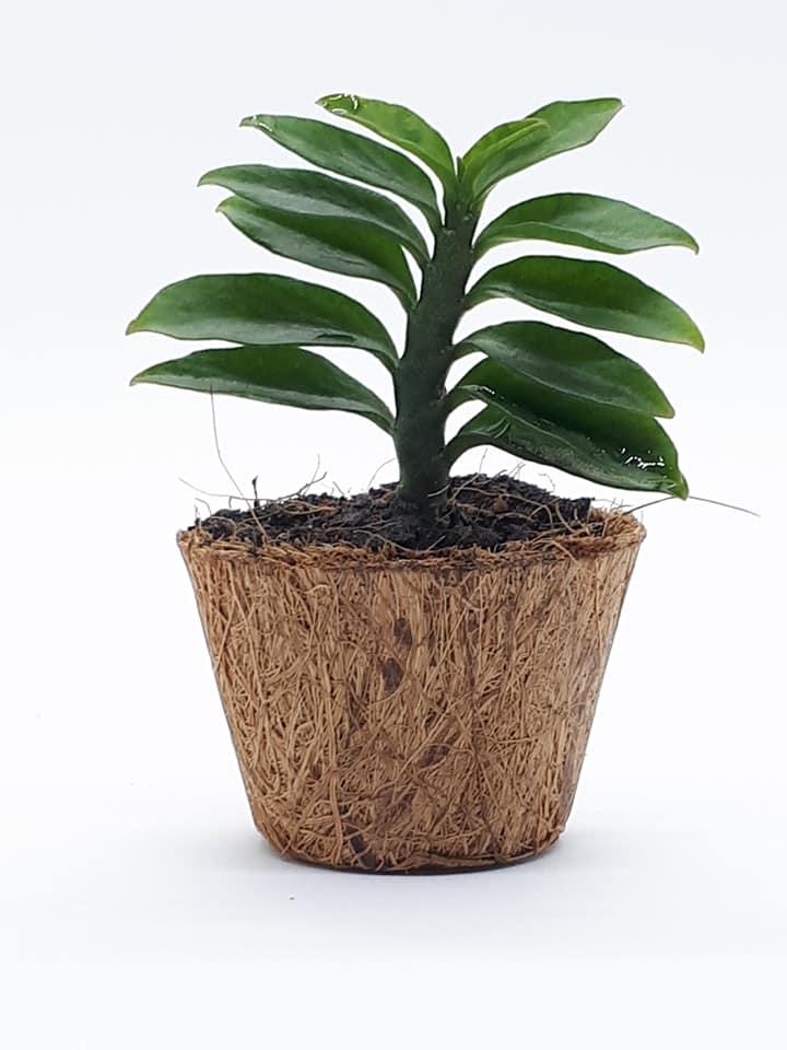 Biodegradable Mini Pots Wholesale