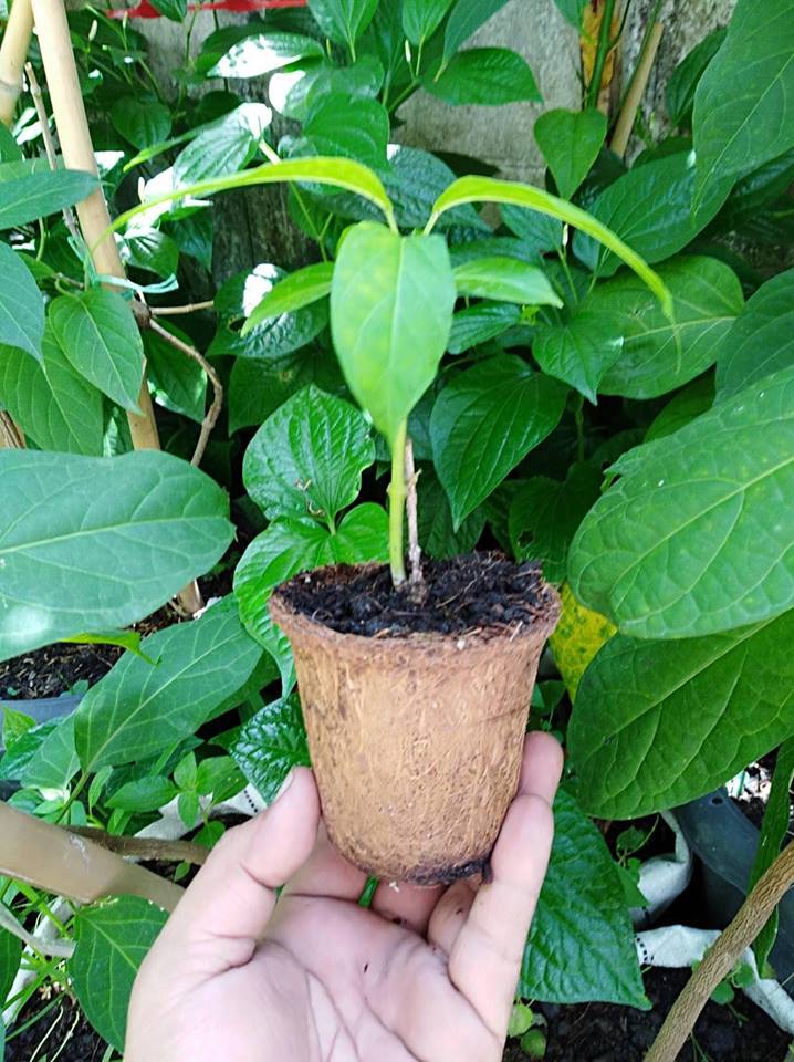 Biodegradable pots for seedlings