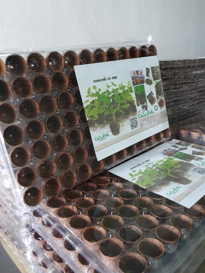 Biodegradable pots for seedlings (In Tray)