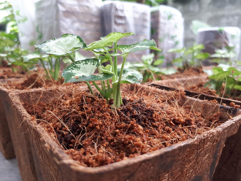 Biodegradable Nursery Pots Usage