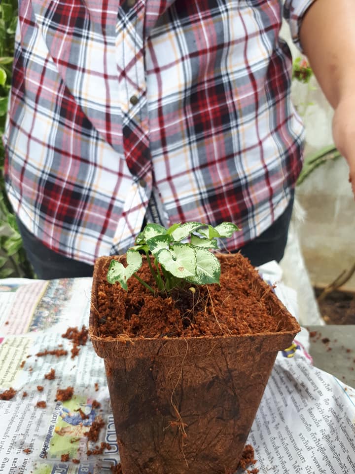 Biodegradable Nursery Pots Usage