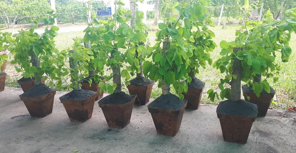 Replace Plastic Tree Pots by Biodegradable Pots