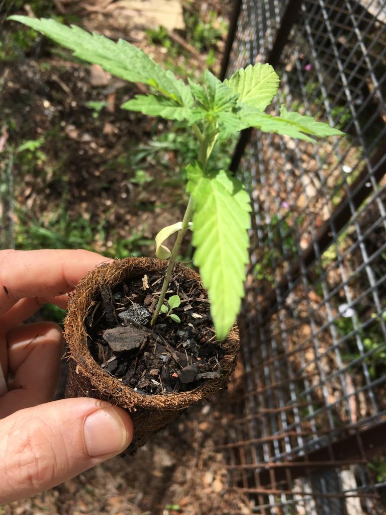 marijuana grow pots