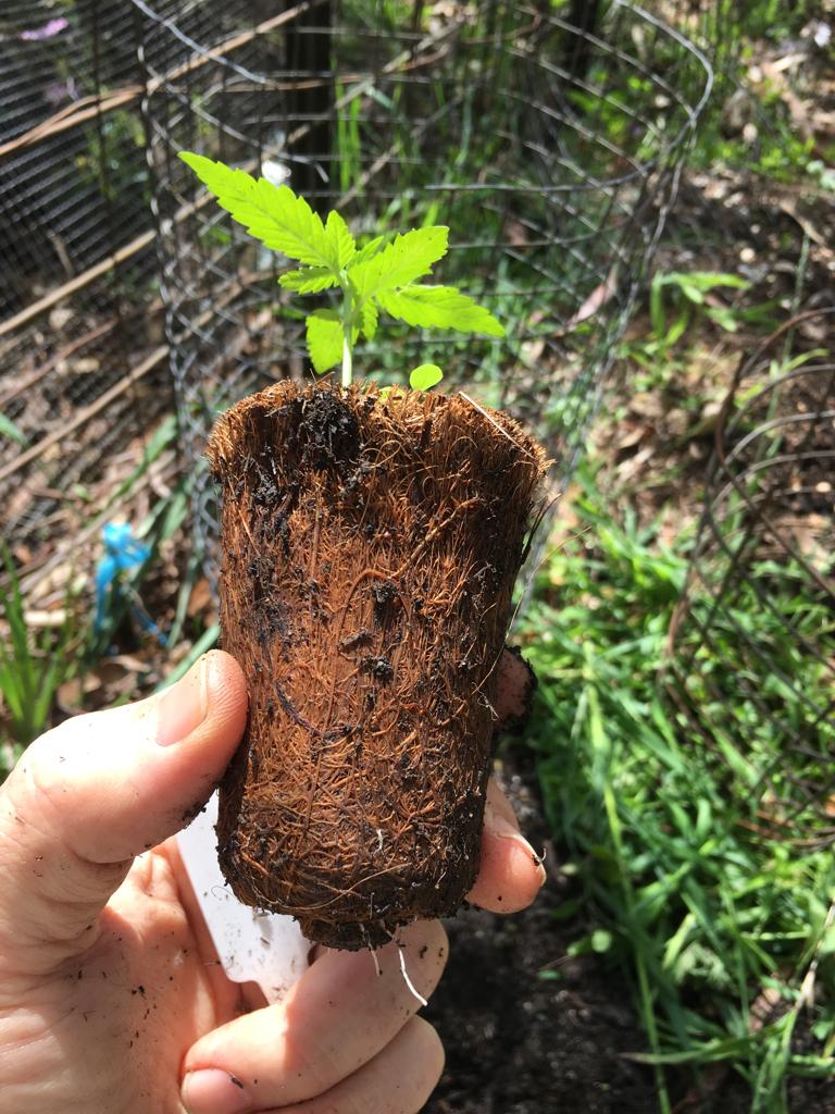 marijuana grow pots
