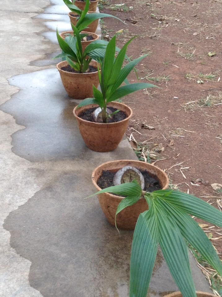 Large Biodegradable Pots