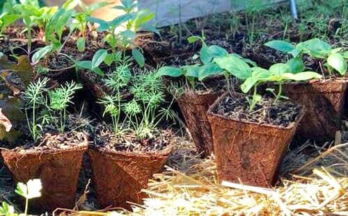 Sustainable and Organic Gardening Pots