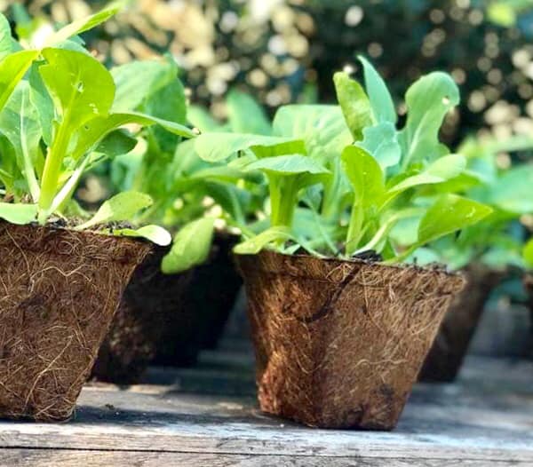 Sustainable and Organic Gardening Pots