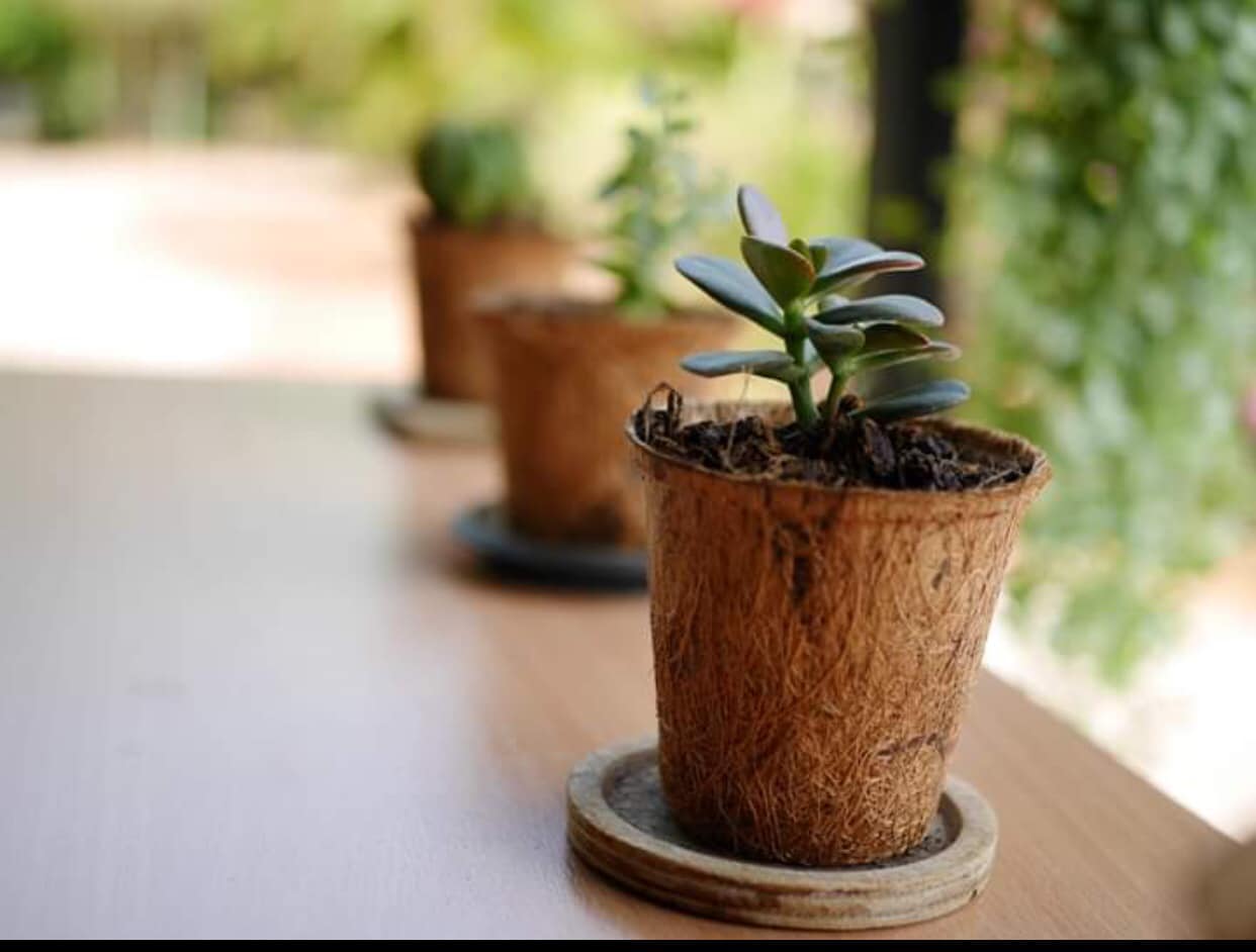 Coir Pots The Natural Gardening