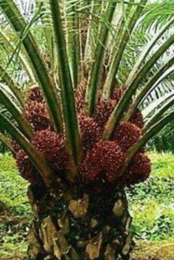 palm fiber