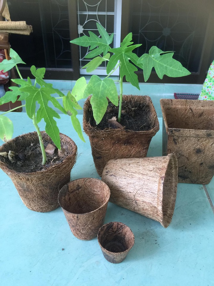 Biodegradable and compostable flower Pots made from coconut fiber.