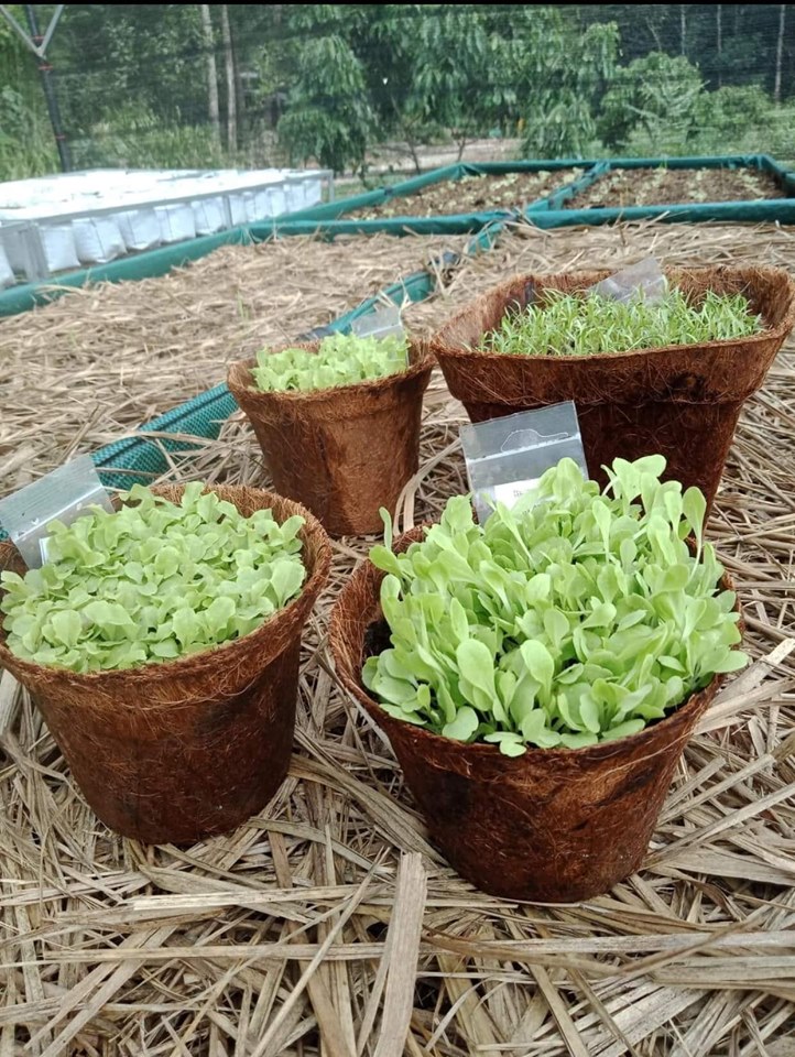 Herbs in biodegradable pots