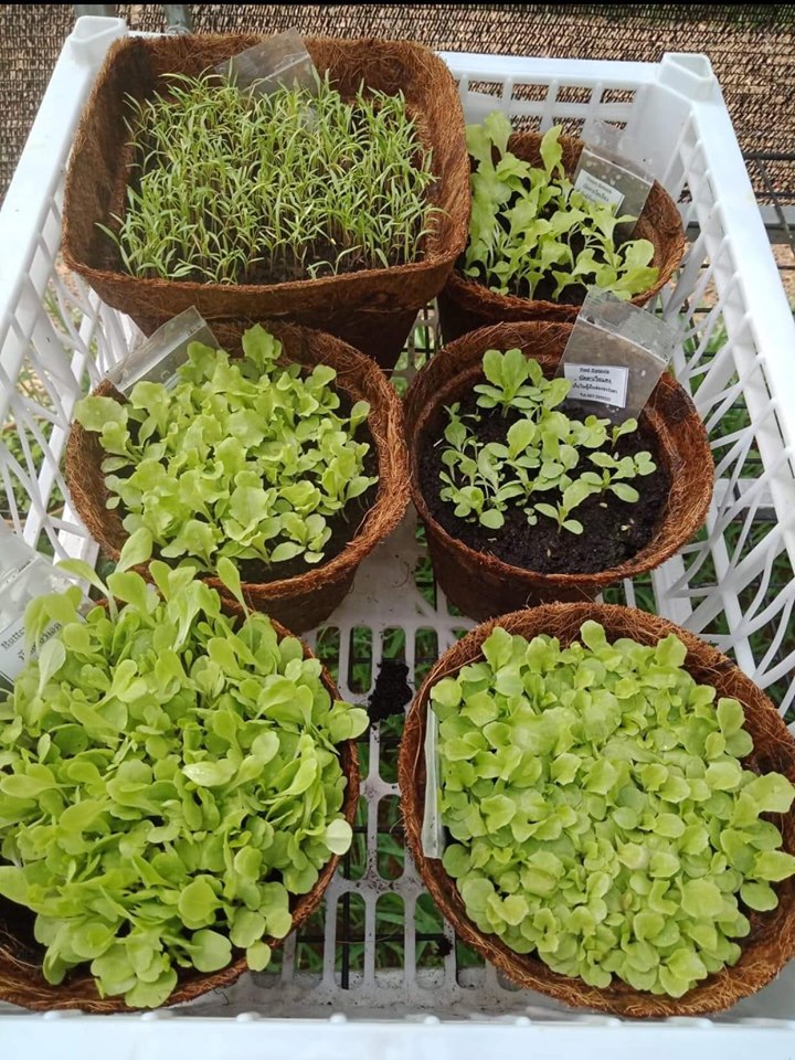 Natural microgreen pots, from nature for nature and biodegradable.