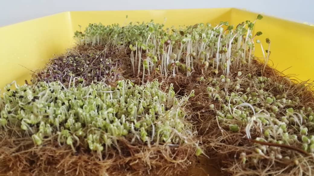 Microgreens coconut coir / Microgreen Growing mat