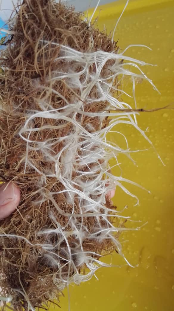 Microgreens coconut coir / Microgreen Growing mat