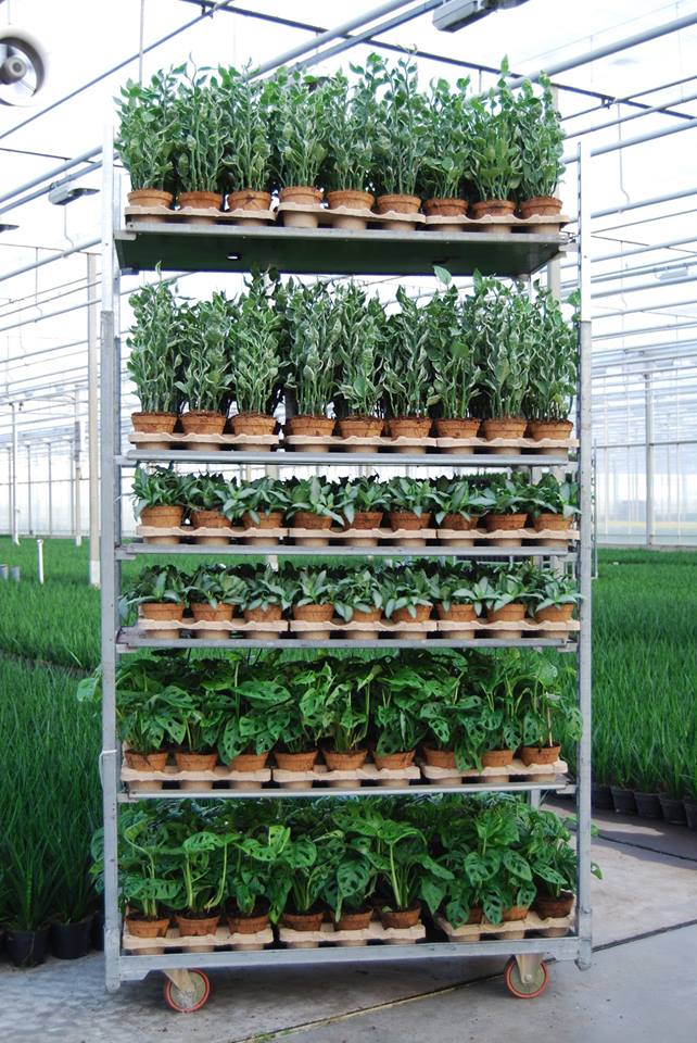biodegradable nursery pots wholesale