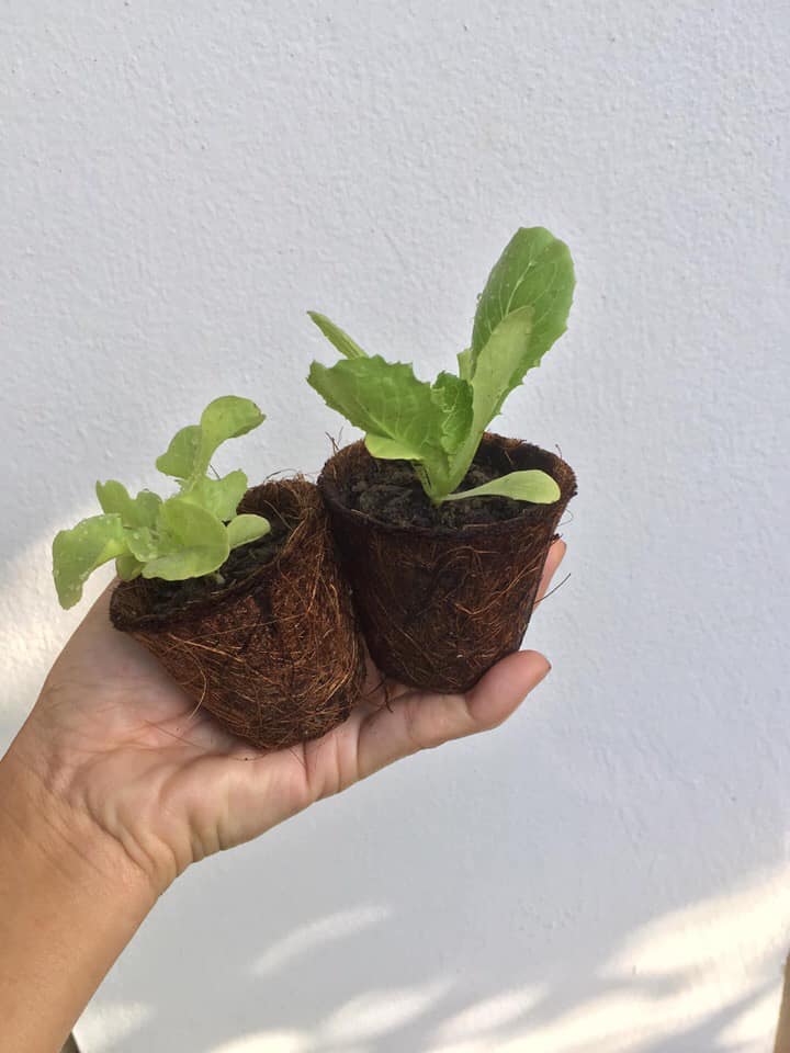 biodegradable nursery pots wholesale