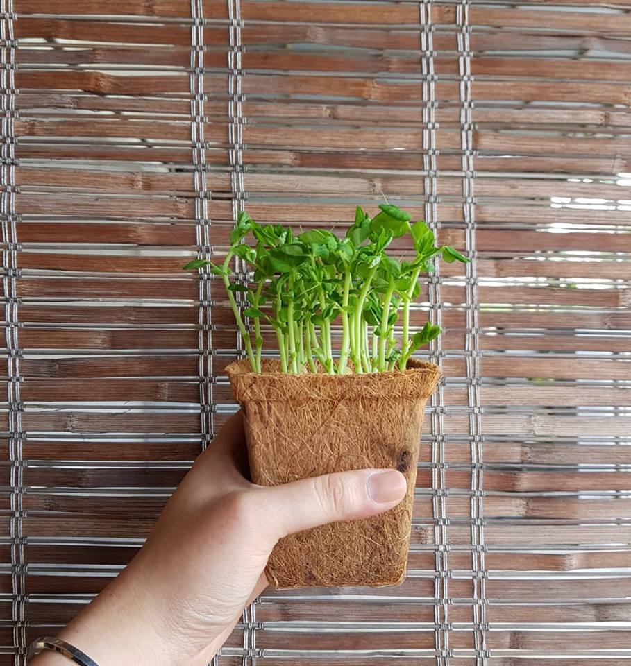 Natural microgreen pots, from nature for nature and biodegradable.