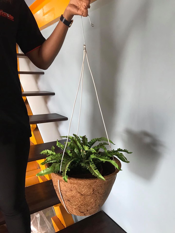 Hanger plant pot