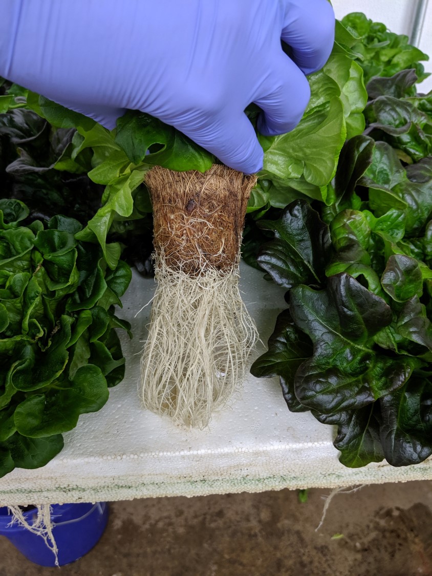 Hydroponics Net Pot; Root Penetration, No Washing required; Reusage as soil of composted Pot