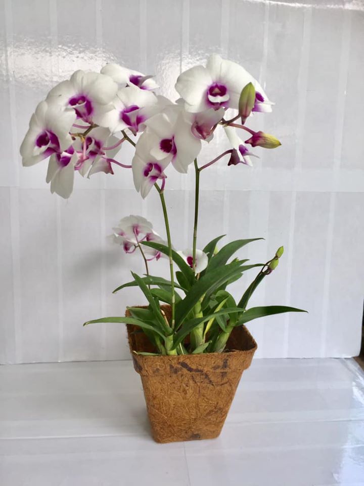 Orchid Pots - Orchids air flow
