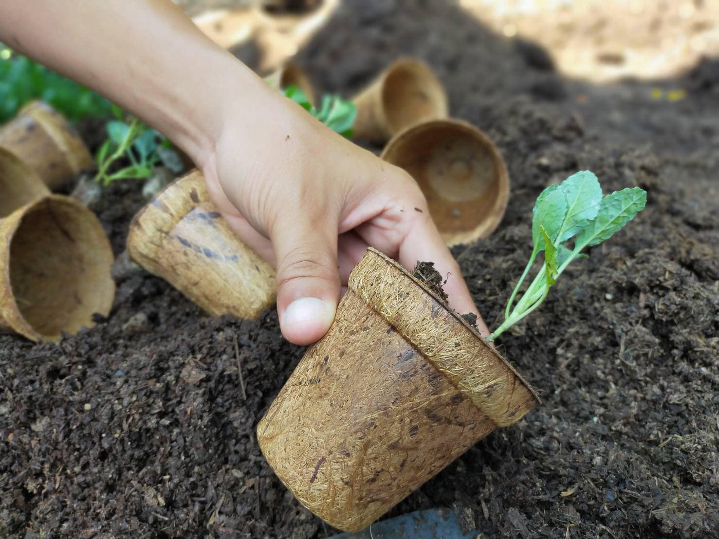 Ocean Made Biodegradable Gardening Pots Market Research 8cm biodegradable pots – Biodegradable and Compostable Pots