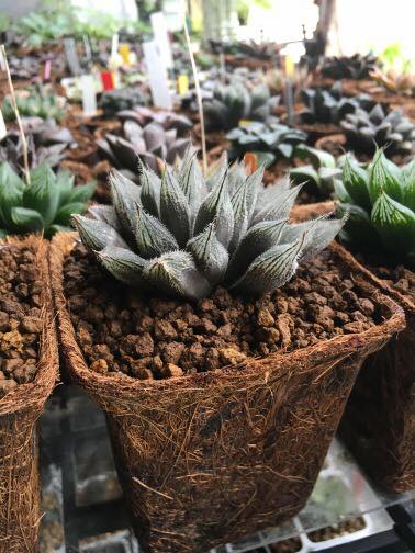 Biodegradable garden Pots in flower shop