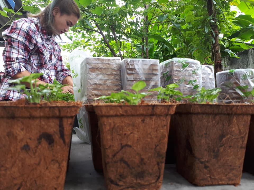 Peat pots Garden seeding Nursery Compostable Biodegradable Round Plant Starter