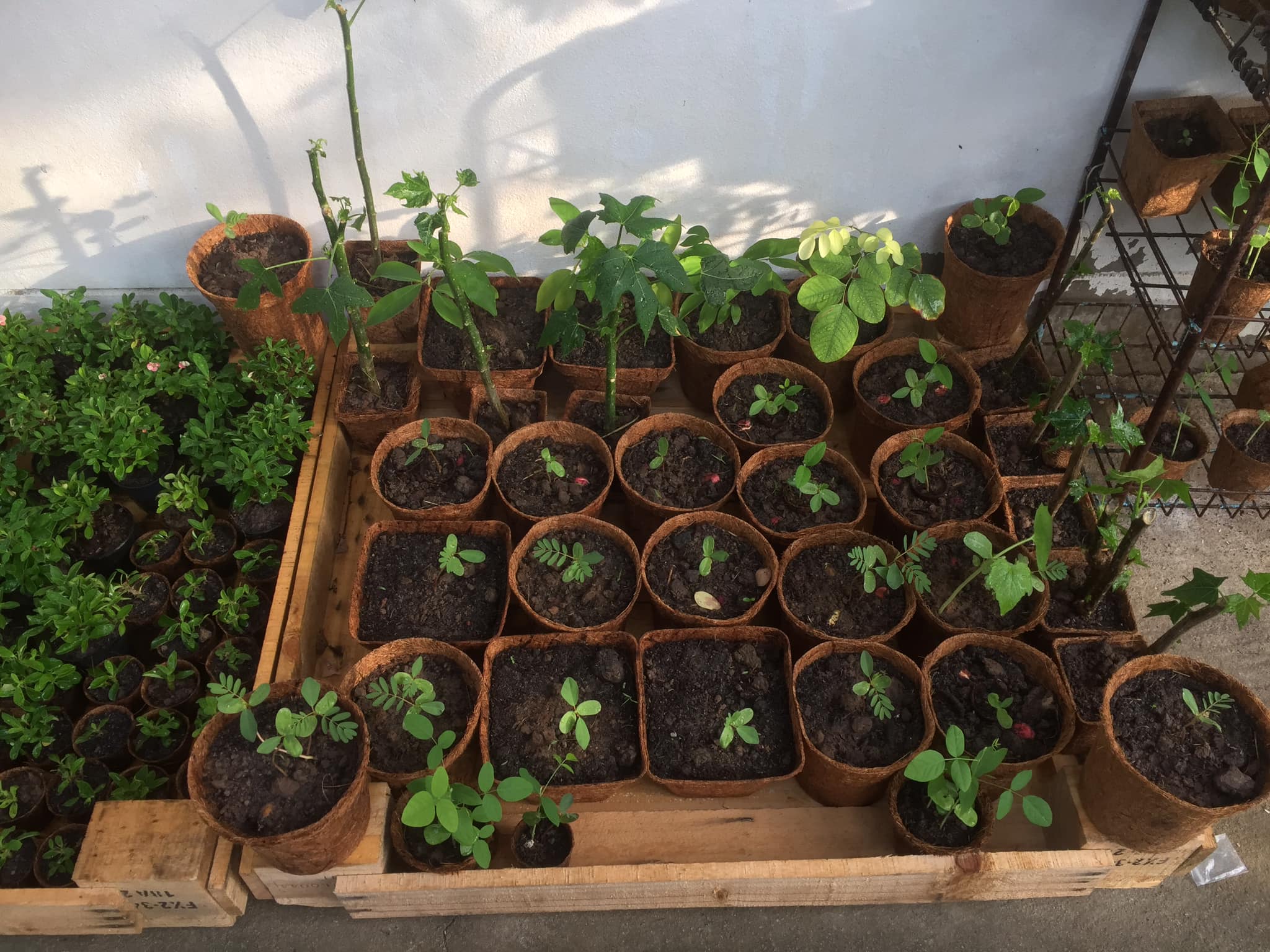 Biodegradable nursery pots
