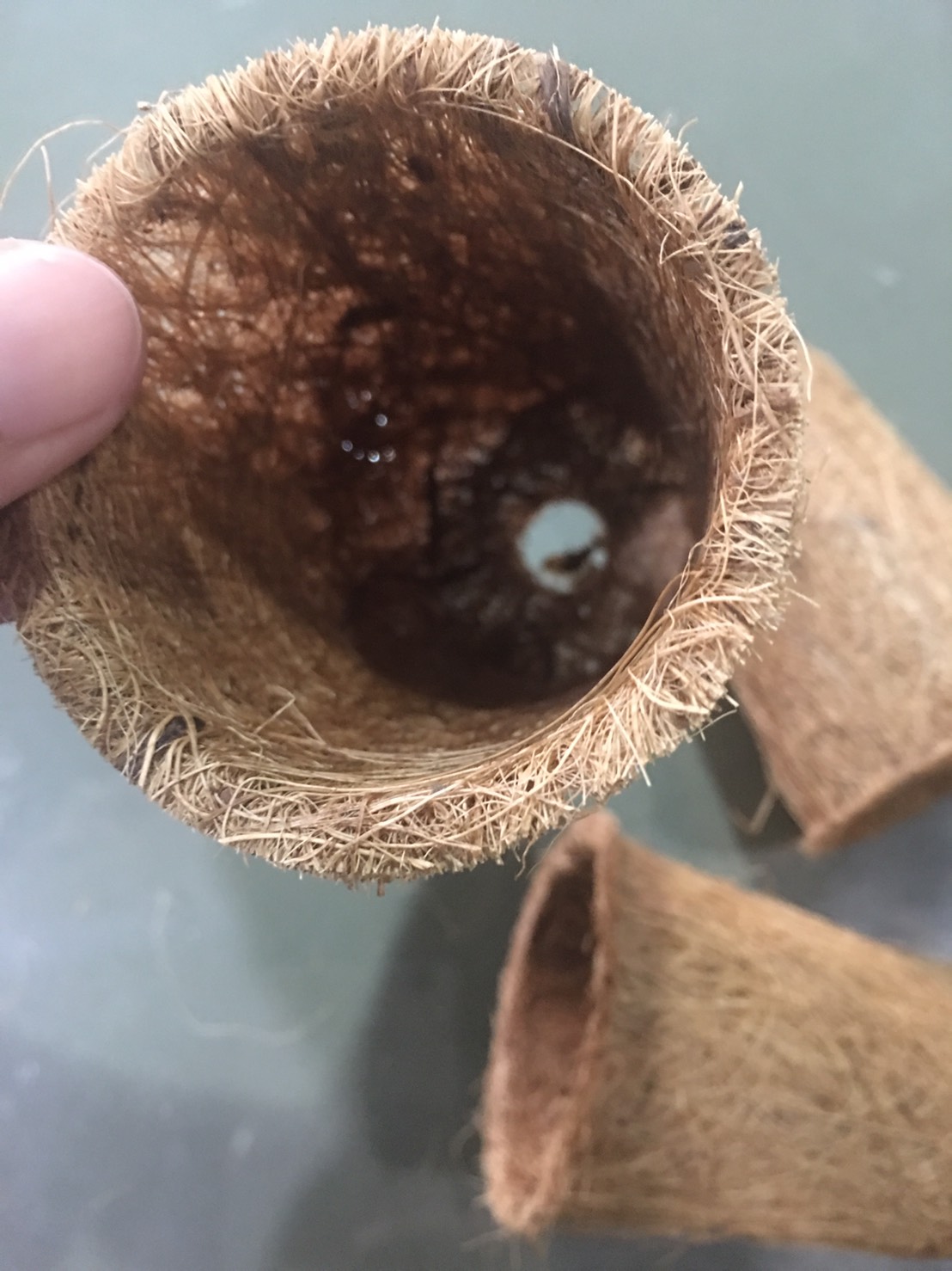 Biodegradable Pots with Thin Walls