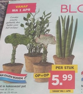 LIDL Germany – Coconut Pot