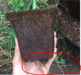 Biodegradable Pot Root Penetration – Video