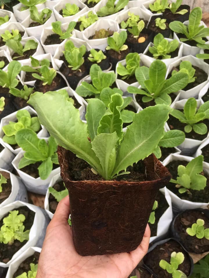 Biodegradable nursery pots wholesale (non plastic seedling pots)