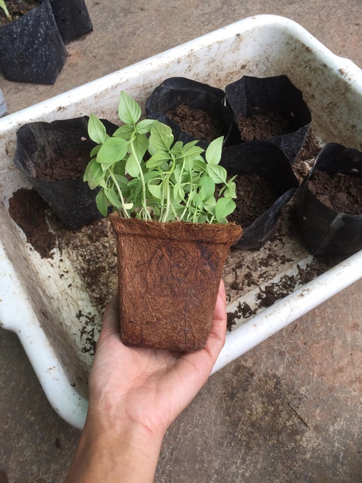 Are peat pots environmentally friendly?