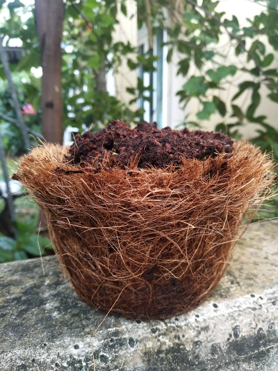 Cheap Coir Pot – Paper and Pulp Pot Substitute