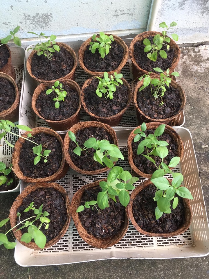 Organic pots for plants