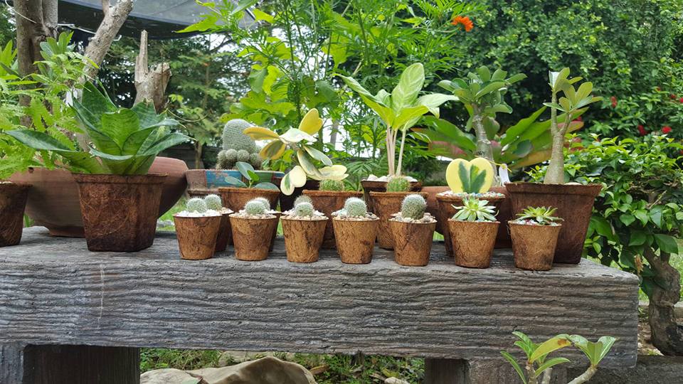 Cactus Pot – Biodegradable