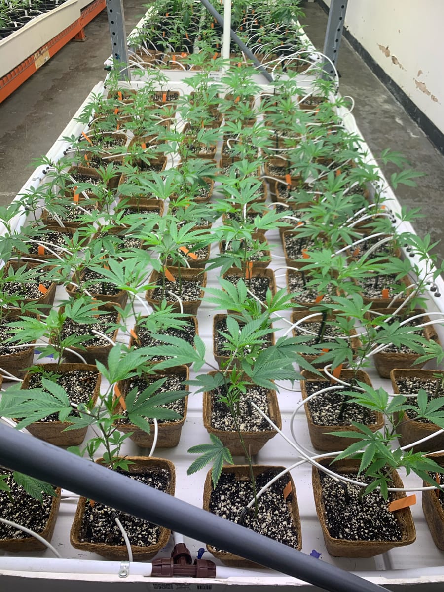 Cannabis grow pots & marijuana grow pot