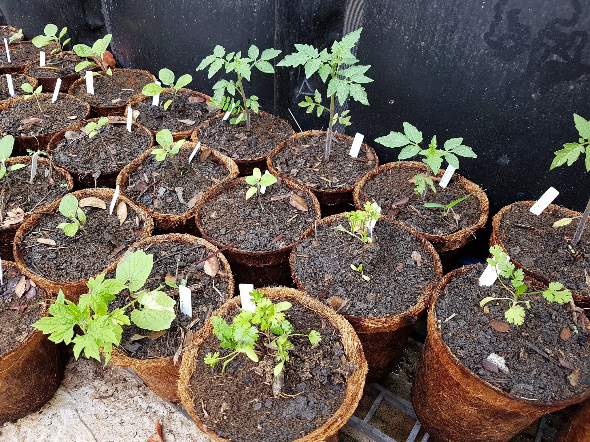 Herb nursery pot
