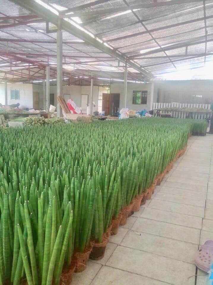 Aloe vera pot plant