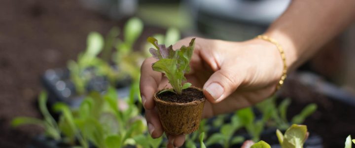 Biodegradable succulent pots