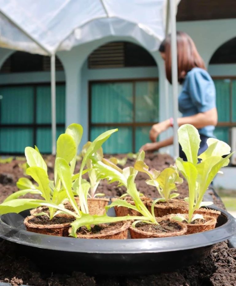 Planting tree in pot Biodegradable and Compostable Pots